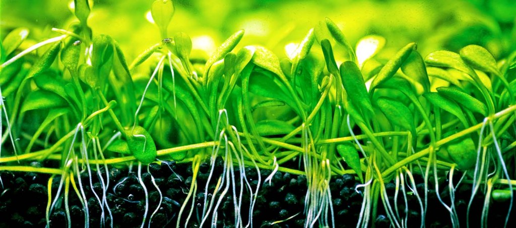 Picture of: Root Tabs – Why Such Aquarium Bottom Fertilizers Are Good & How To